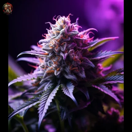 Twins Purple Kush Feminisiert