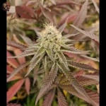 Wedding Cake Strains