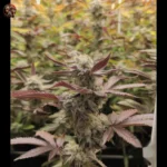 Wedding Cake Cannabis Samen