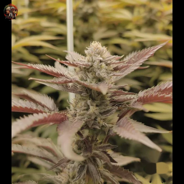 Wedding Cake Cannabis Strains
