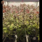 Wedding Cake Cannabis Strains