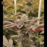 Wedding Cake Cannabis Strains