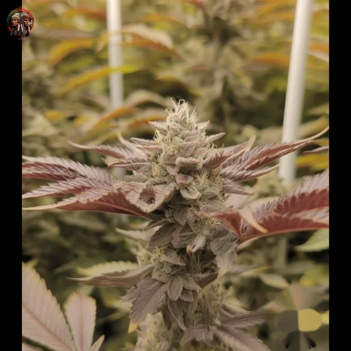 Wedding Cake Cannabis Strains