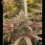Wedding Cake Cannabis Strains