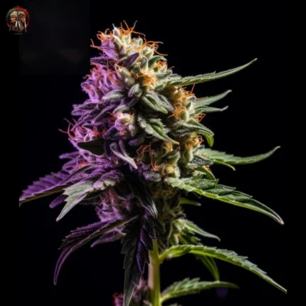 Zkittlez Auto