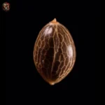 Zkittlez Auto – Twins Garden Seeds