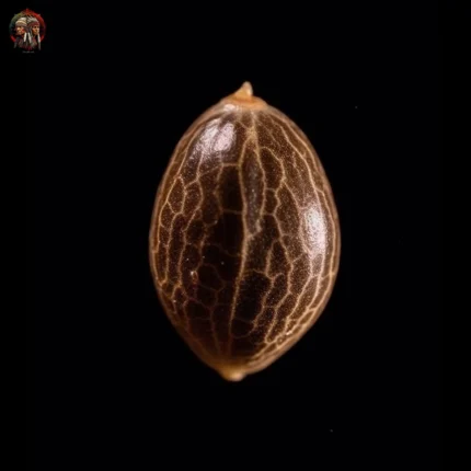 Zkittlez Auto – Twins Garden Seeds