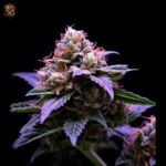 Zkittlez Auto – Twins Garden Seeds