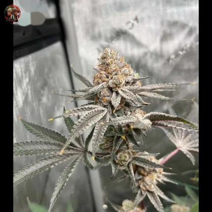 Zkittlez Cannabis Strains