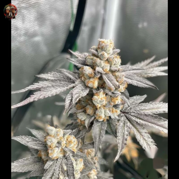 Zkittlez Cannabis Strains