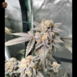 Zkittlez Feminisierte Cannabis Strains