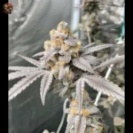 Zkittlez Cannabis Strains