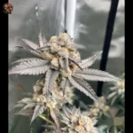 Zkittlez Strains