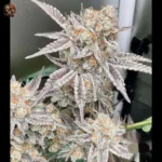 Zkittlez Cannabis Strains