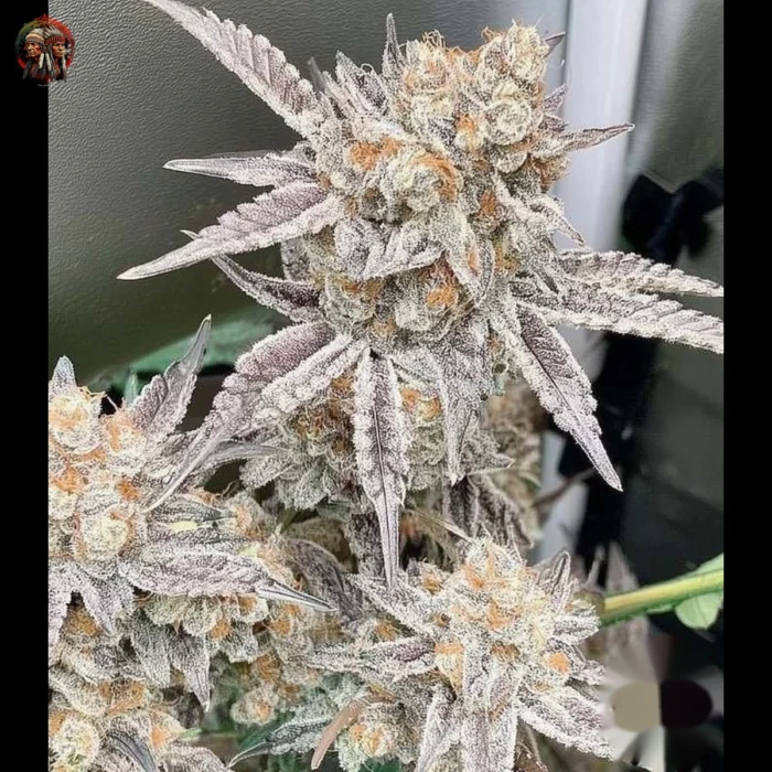 Zkittlez Cannabis Strains